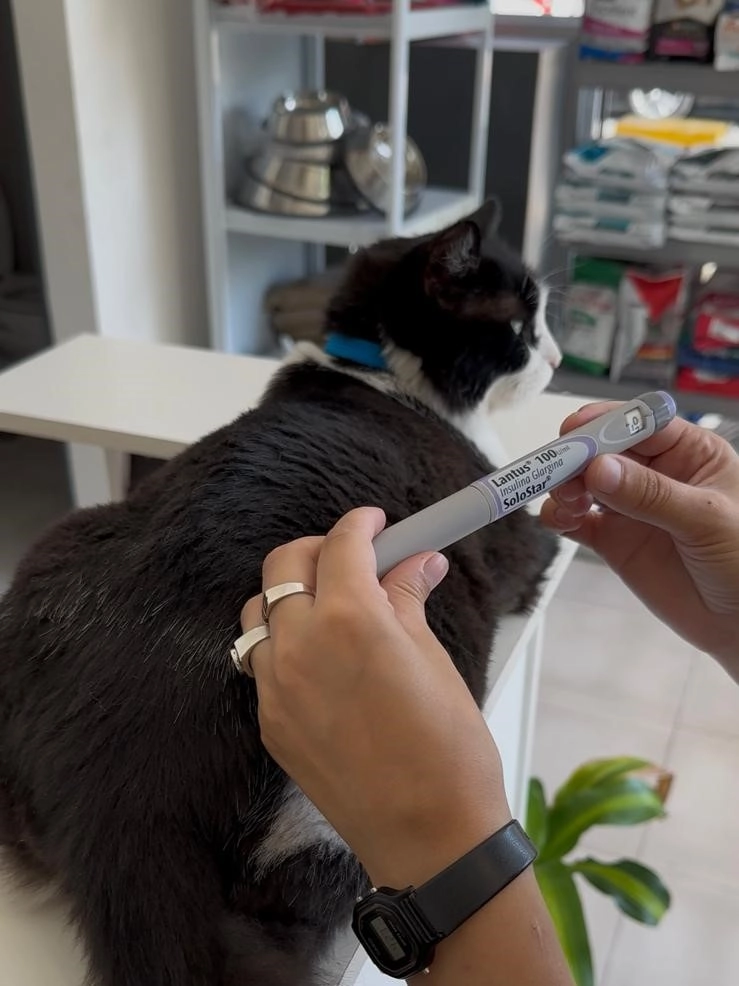 Perro en consulta veterinaria para control de diabetes