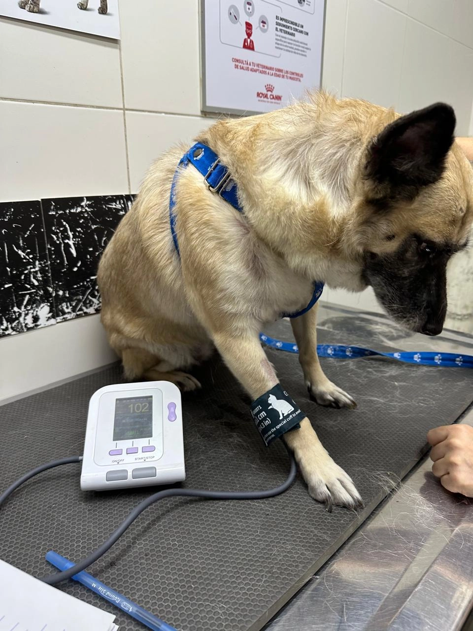 Gato con diabetes recibiendo tratamiento veterinario